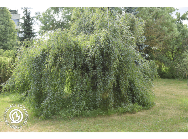 Betula pendula   'Tristis'
